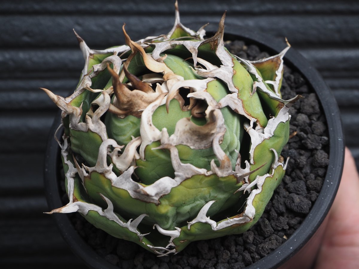 アガベ・チタノタ白鯨(ボールタイプ)中-092|agave titanota アガベ・チタノタ白鯨(ボールタイプ)中-092|agave titanota