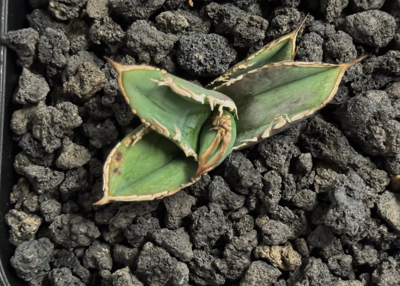 アガベ・チタノタ 巨歯鯊(芽)-004｜agave titanota megalodon |