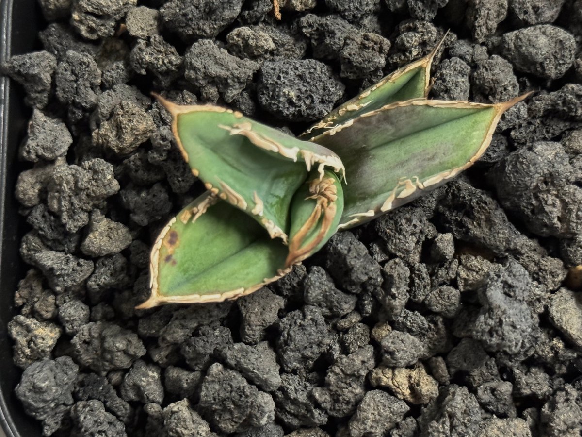 アガベ・チタノタ 巨歯鯊(芽)-004｜agave titanota megalodon |