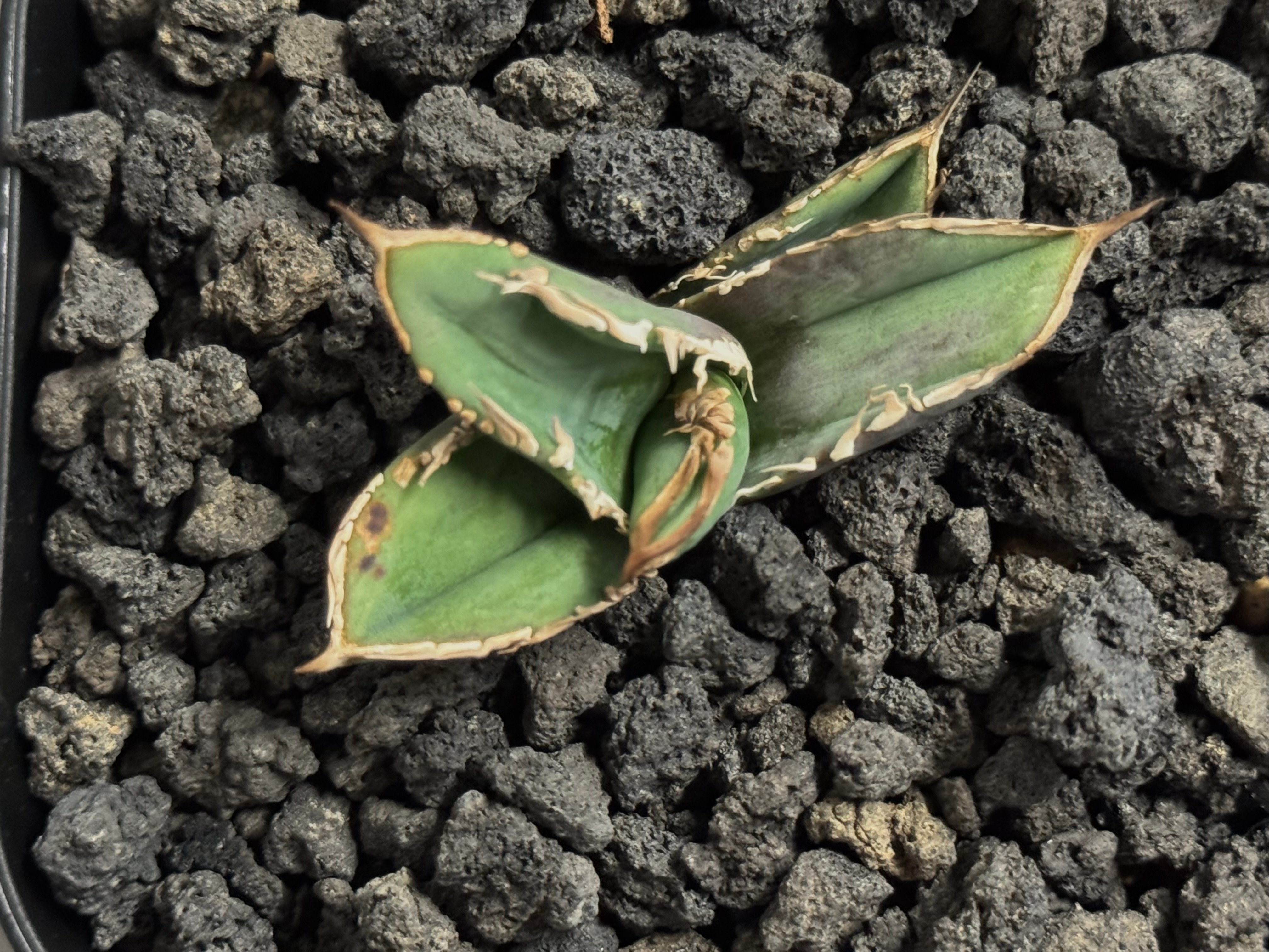 アガベ・チタノタ 巨歯鯊(芽)-004｜agave titanota megalodon |
