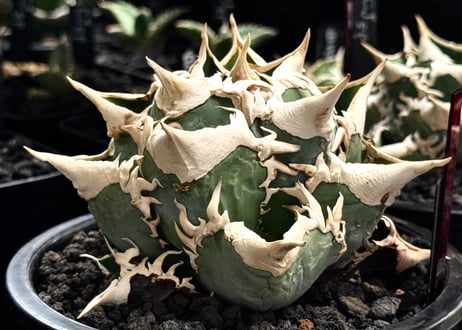 アガベ・チタノタ　大白鯊／Lize血統（芽）-008｜agave titanota 大白鯊