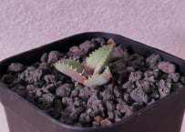 アガベ・チタノタ 姫厳竜白中斑（小株）-001｜agave titanota