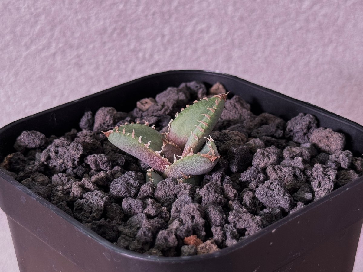 アガベ・チタノタ 麻花（芽）-024｜agave Twist Dragon/Ma Hua |