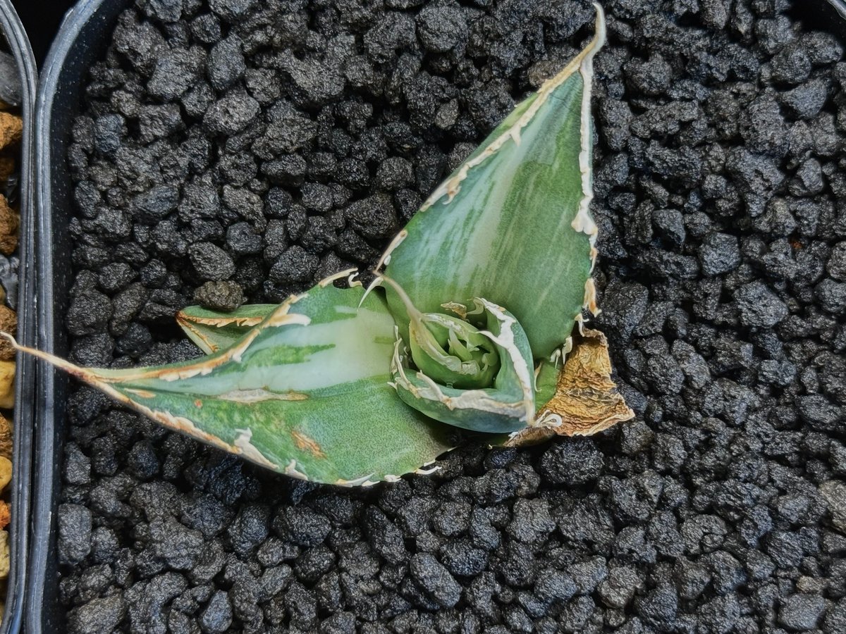 アガベ・チタノタ白鯨（縞斑）芽-006｜agave titanota white