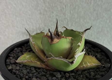 CATEGORY agave｜アガベ | Plus_Plants STORE
