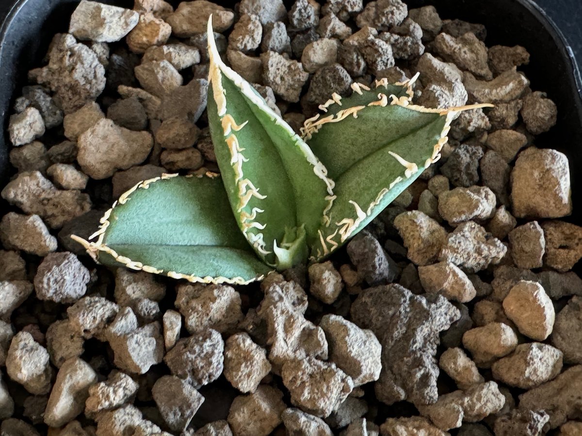 アガベ・チタノタ 白毫刺(芽)-006|agave titanota アガベ・チタノタ 白毫刺(芽)-006|agave titanota
