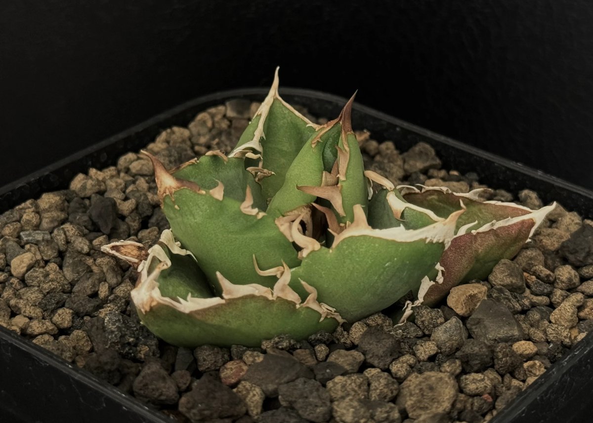 アガベ・チタノタ CG01 追星(芽/大)-013|agave CG01/Cok アガベ・チタノタ CG01 追星(芽/大)-013|agave CG01/Cok