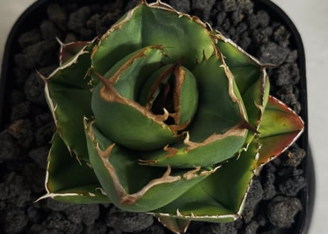 アガベ・チタノタ（ノーネーム）007｜agave titanota No Name
