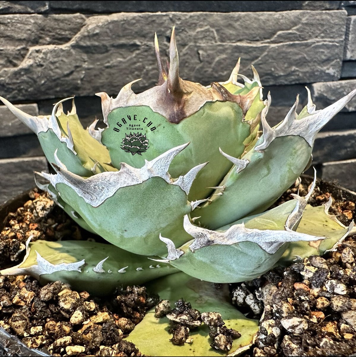 アガベ・チタノタ 阿修羅-006｜Agave titanota ashura | Plus_P