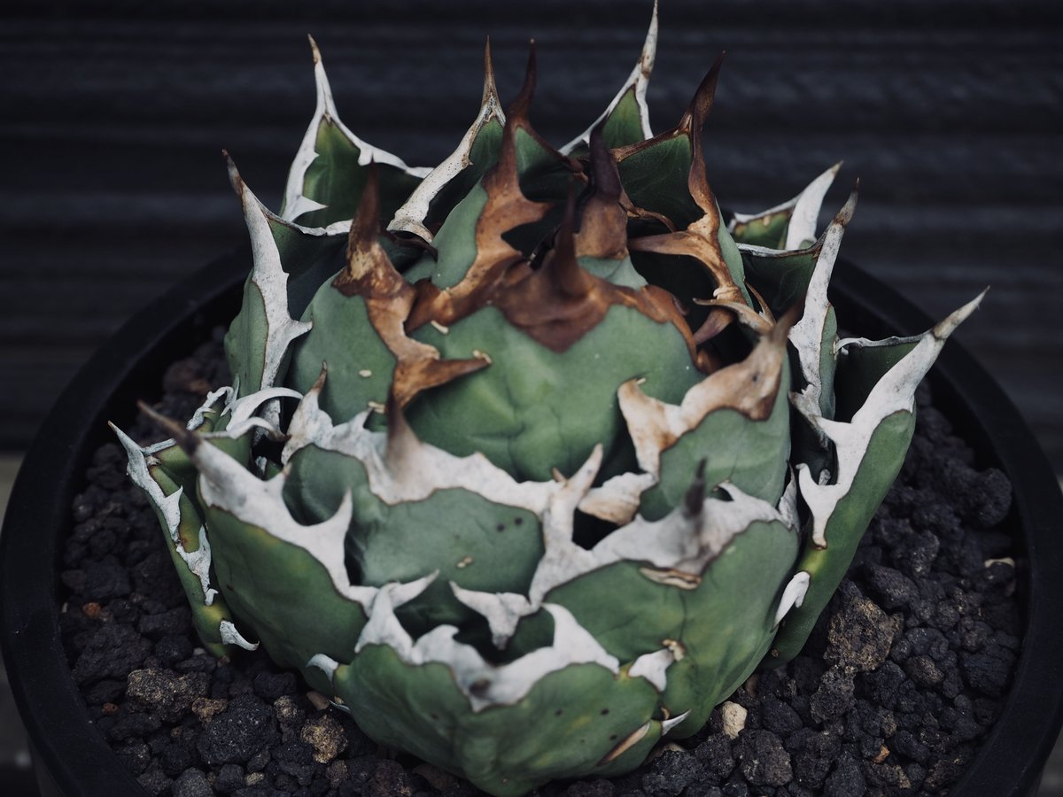 最新作 アガベ チタノタ 姫厳竜 Agave titanota 植物/観葉植物