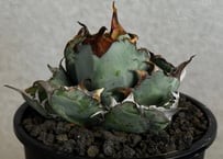 アガベ・チタノタ　ブラックアンドブルー-006｜agave titanota Black&Blue