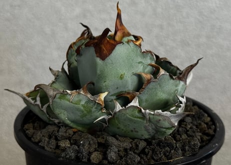 アガベ・チタノタ　ブラックアンドブルー-006｜agave titanota Black&Blue