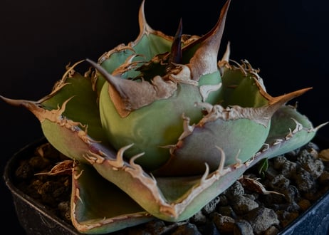 アガベ・チタノタ 白巫-003｜agave Titanota Wizard