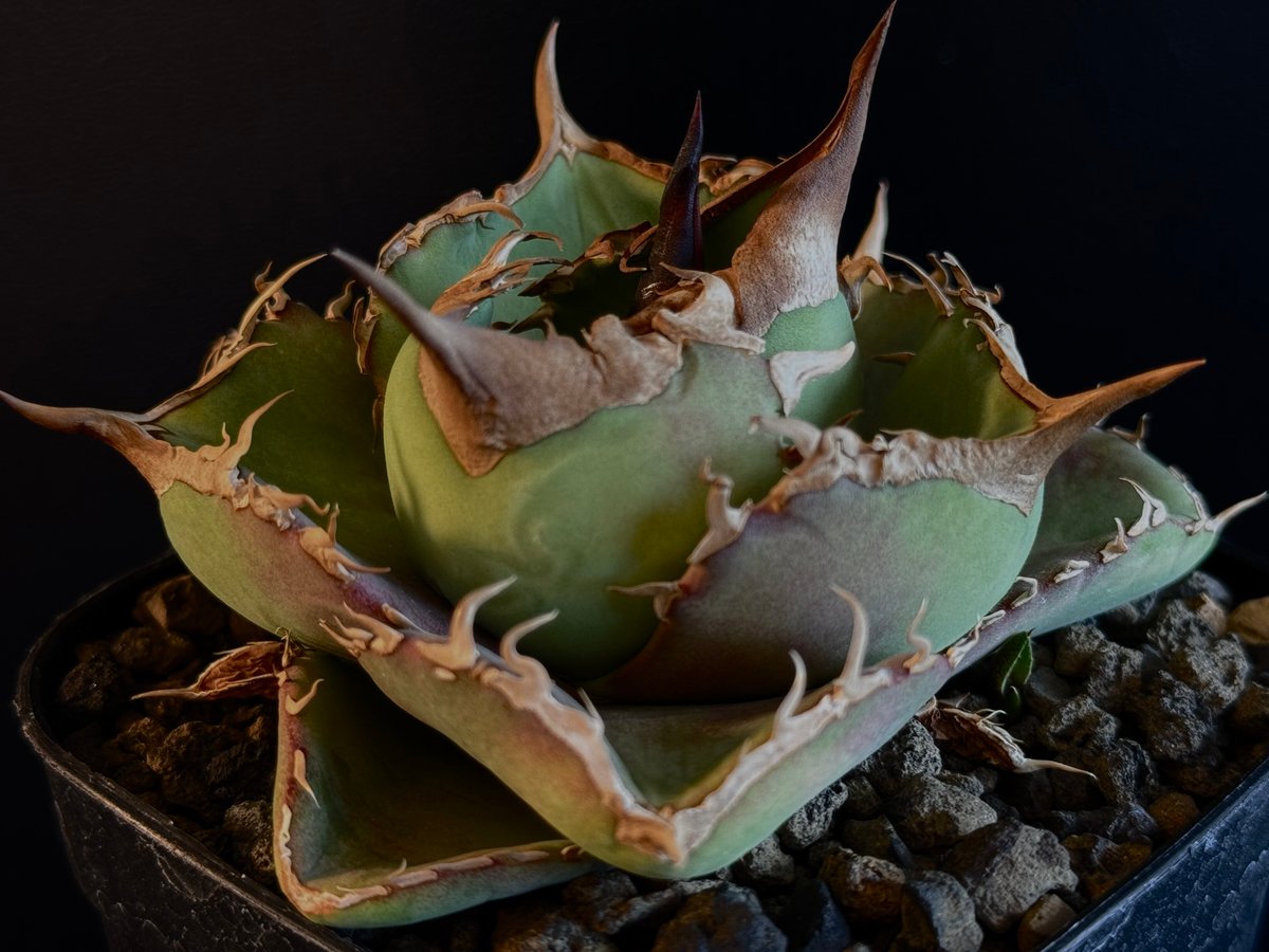 アガベ・チタノタ 白巫-003｜agave Titanota Wizard | Plus_Pl