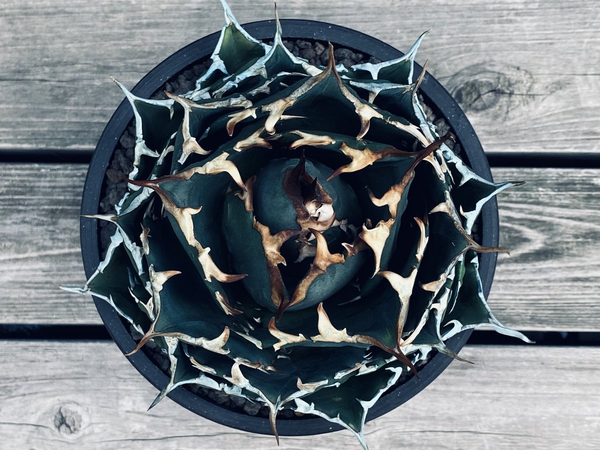 アガベ　夕映 楽天市場】アガベ・チタノタ 「夕映」覆輪 3.5号鉢 : 四国