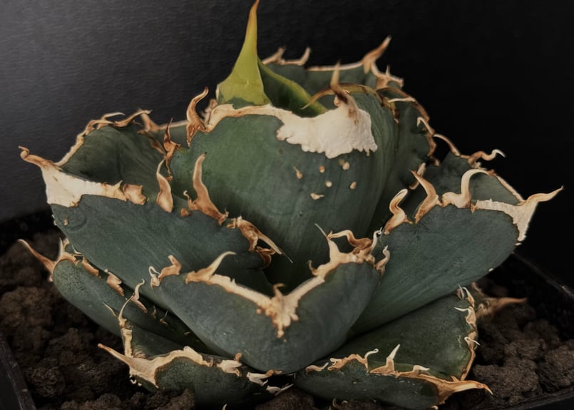 アガベ・チタノタ 繁星(小株)-065|agave titanota star アガベ・チタノタ 繁星(小株)-065|agave titanota star