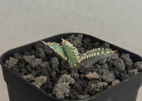 アガベ・チタノタ 狼人（芽）-023｜agave titanota were wolf | P