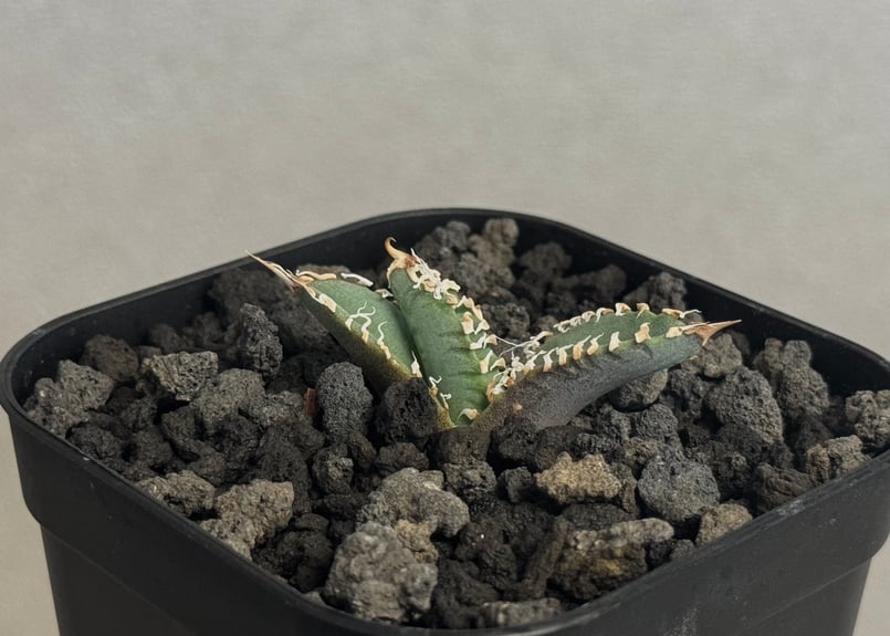 アガベ・チタノタ 白幽霊（芽）-008｜agave titanota white ghost