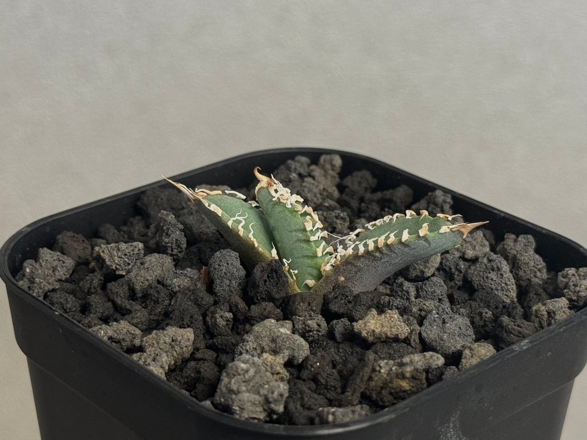アガベ・チタノタ 白幽霊（芽）-008｜agave titanota white ghost