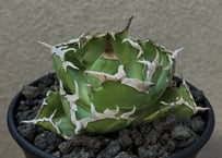 アガベ・チタノタ ビースト-003（芽）｜agave titanota beast | Plu