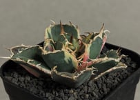 アガベ・チタノタ CG01 追星（芽/大）-011｜agave CG01/Cok | Plus