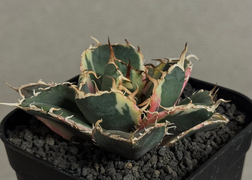 アガベ・チタノタ白鯨（覆輪）芽-006｜agave titanota white