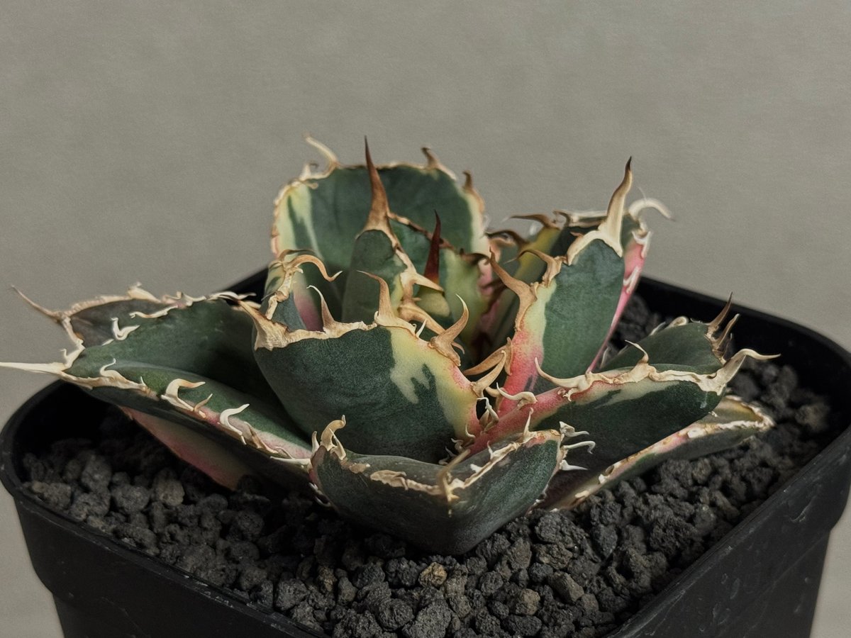 アガベ・チタノタ白鯨（覆輪）芽-006｜agave titanota white whale