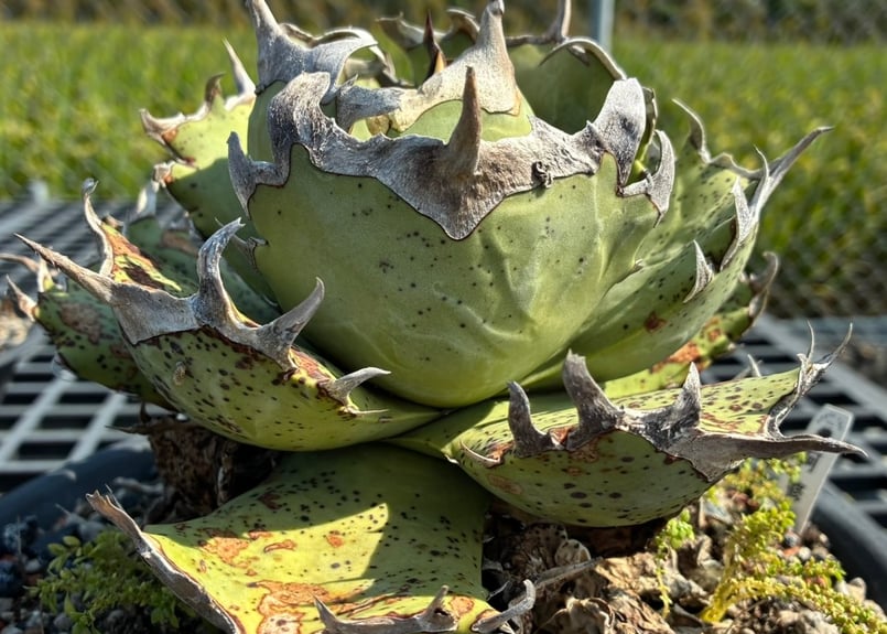 アガベ・チタノタ 阿修羅(芽)-018｜Agave titanota ashura | Plu