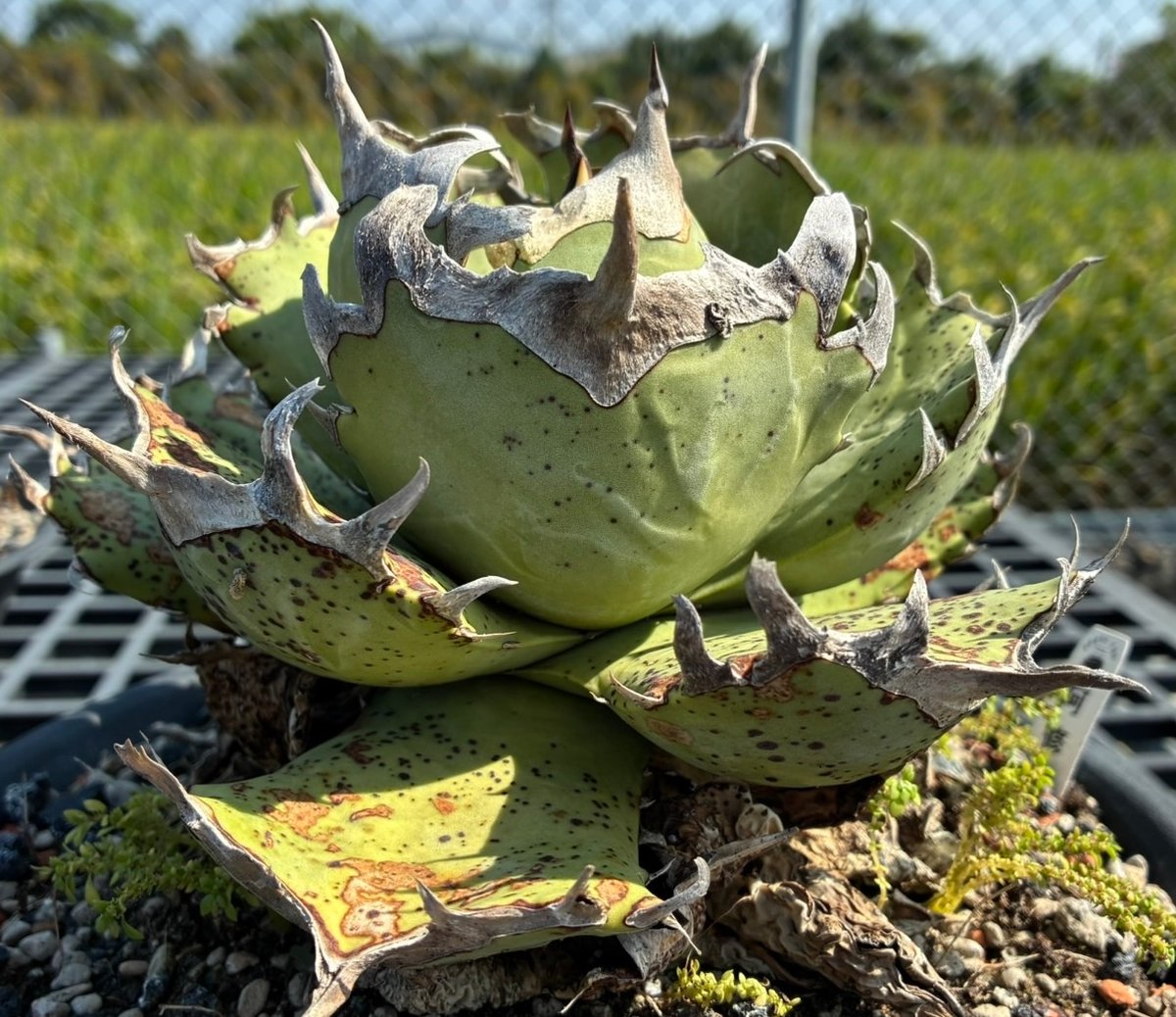 アガベ・チタノタ 阿修羅(芽)-019｜Agave titanota ashura | Plu