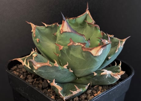 アガベ・チタノタ 白火焔(小株/Lize血統)-024｜agave titanota white flame