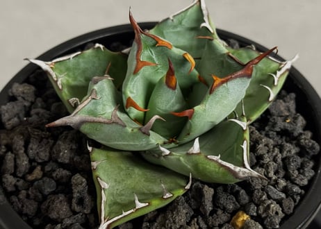 アガベ ハイブリッド・甲蟹×姫厳竜 (小株/実生)-002｜Agave hybrid isthmensis × titanota dwarf