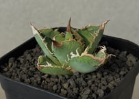 アガベ　チタノタ　皇冠　親株　子株3付き　lize血統 lize血統.皇冠子株.発根済.アガベ.チタノタ - メルカリ