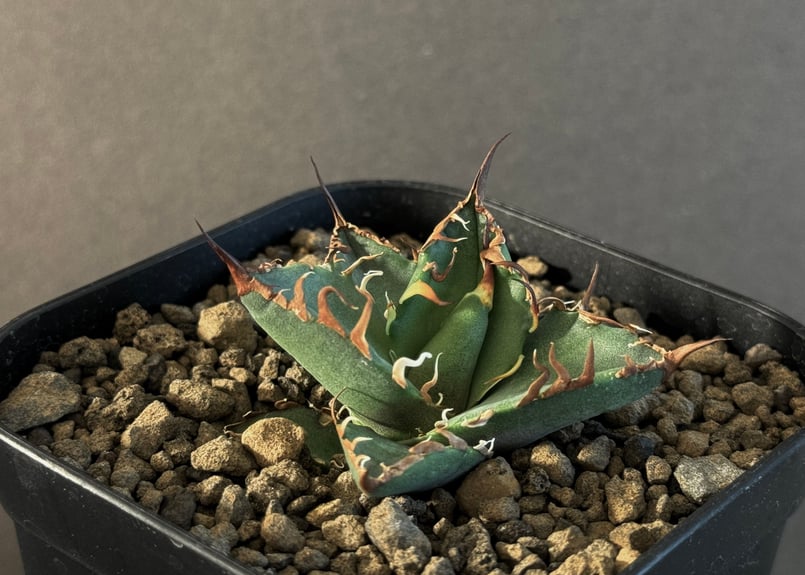 アガベ　海怪　Tony 産 Yahoo!オークション - アガベ 海怪(トニー) 子株