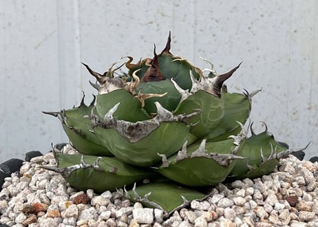 アガベ・チタノタ 魔丸（芽）-024｜agave titanota imps