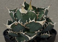 アガベ　チタノタ　CJ Special 子株】 アガベ チタノタ CJ special【大白鯊タイプ】 | RAINBOW PLANTS