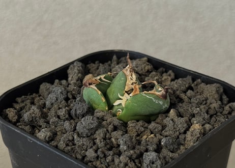 CATEGORY Titanota Imps｜魔丸 | Plus_Plants STORE