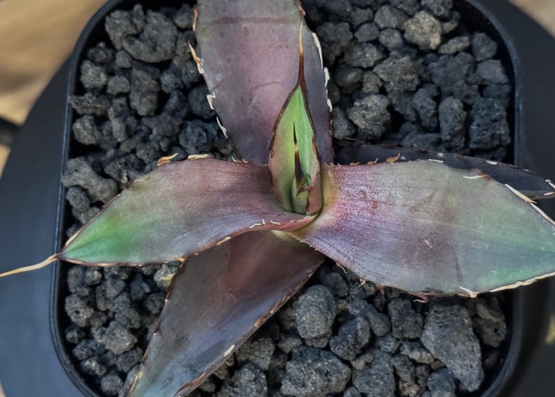 コレクション株 Agave titanota US株 インフェルノ アガベ・チタノタ インフェルノ(芽)-002｜agave titanota inferno |