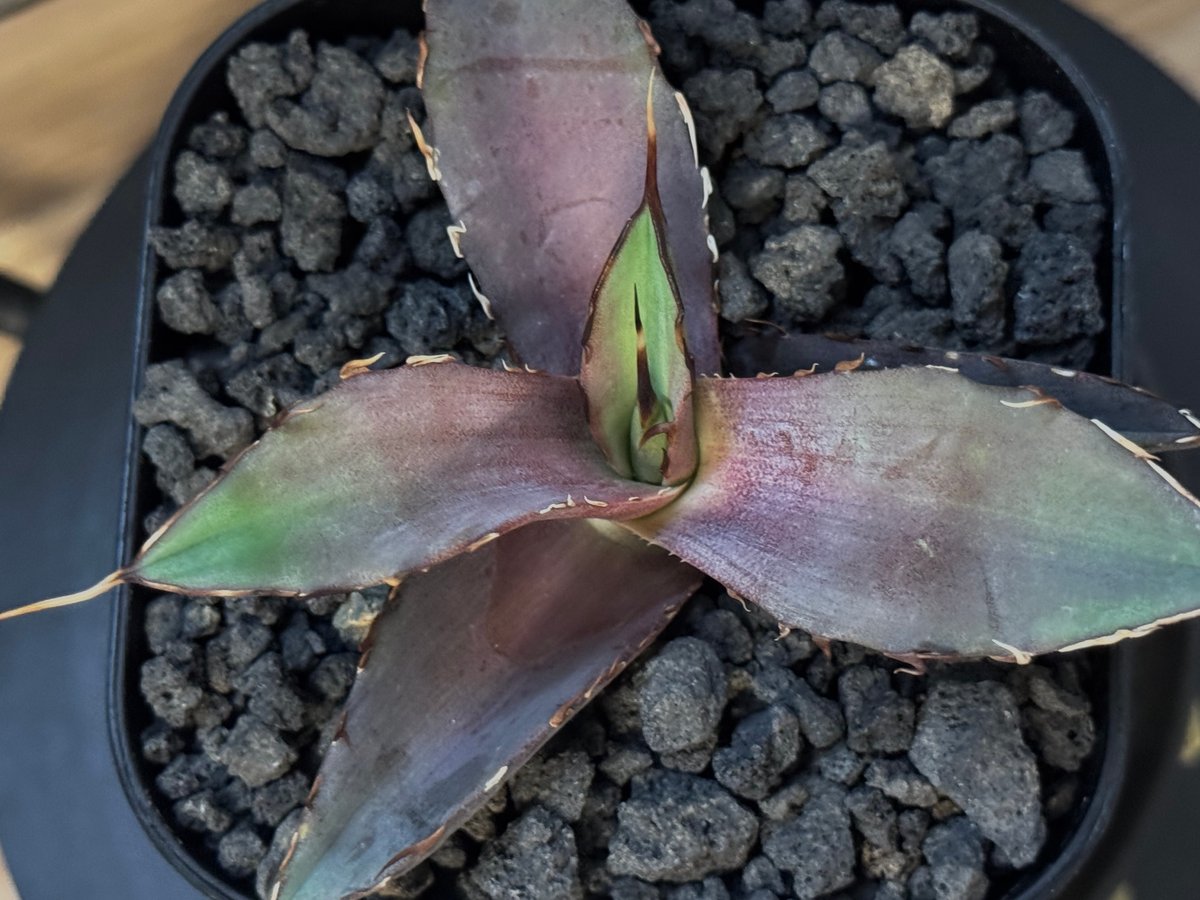 アガベ・チタノタ インフェルノ(芽)-002｜agave titanota inferno |