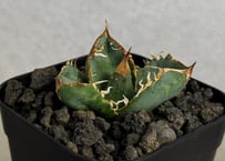 アガベ・チタノタ 疣猪/丸叶背刺（芽）-022｜agave titanota warthog