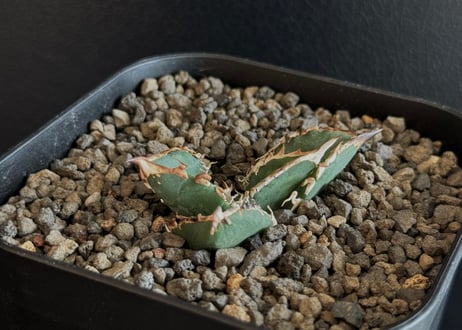 CATEGORY Titanota Megalodon｜巨歯鮫 | Plus_Plants S