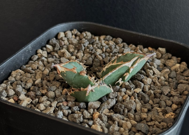 激レア　幹上がり　アガベ　チタノタ　健康なアガベ 約60cm 鋸歯状の葉 激レア 幹上がり アガベ チタノタ 健康なアガベ 約60cm 鋸歯状の葉