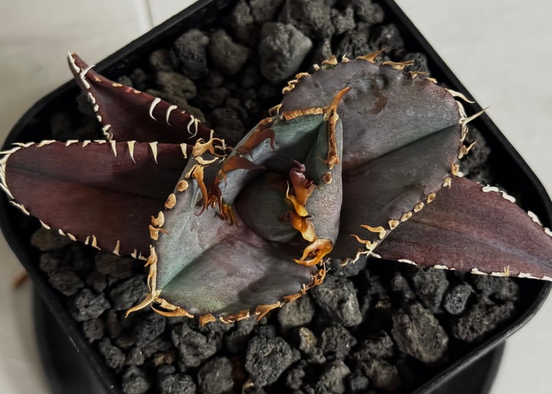 アガベ・チタノタ 金剛（芽）-015｜agave titanota kingkong | Pl
