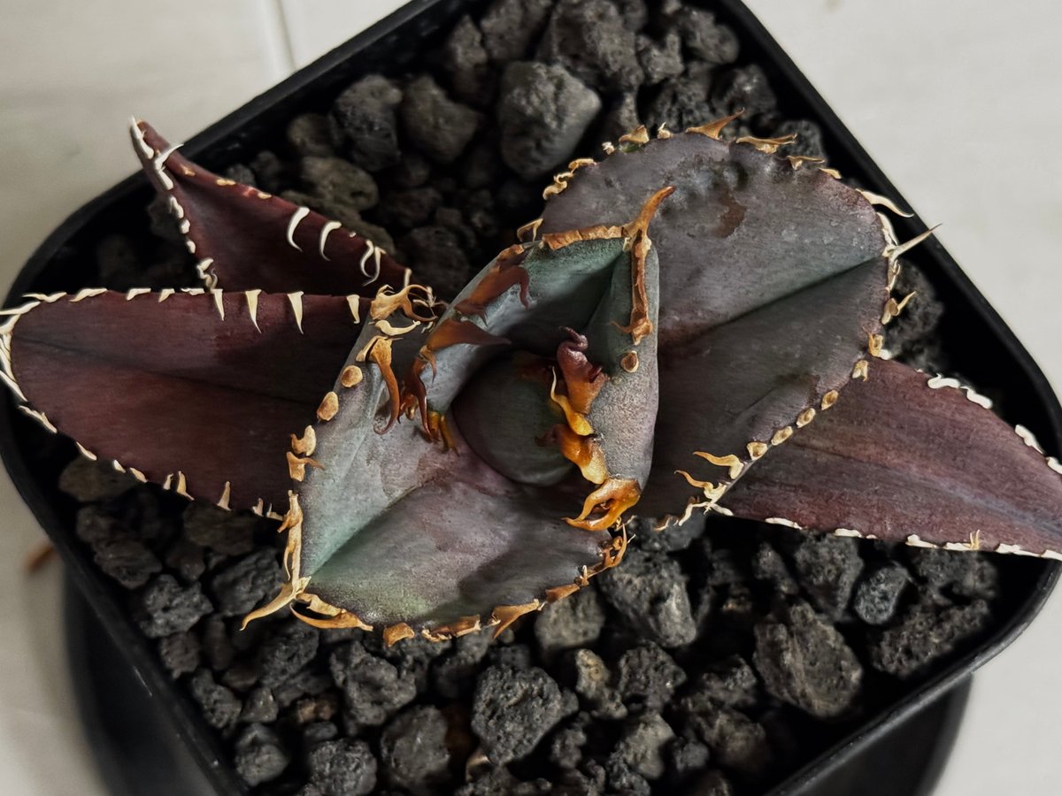 アガベ・チタノタ 金剛（芽）-015｜agave titanota kingkong | Pl