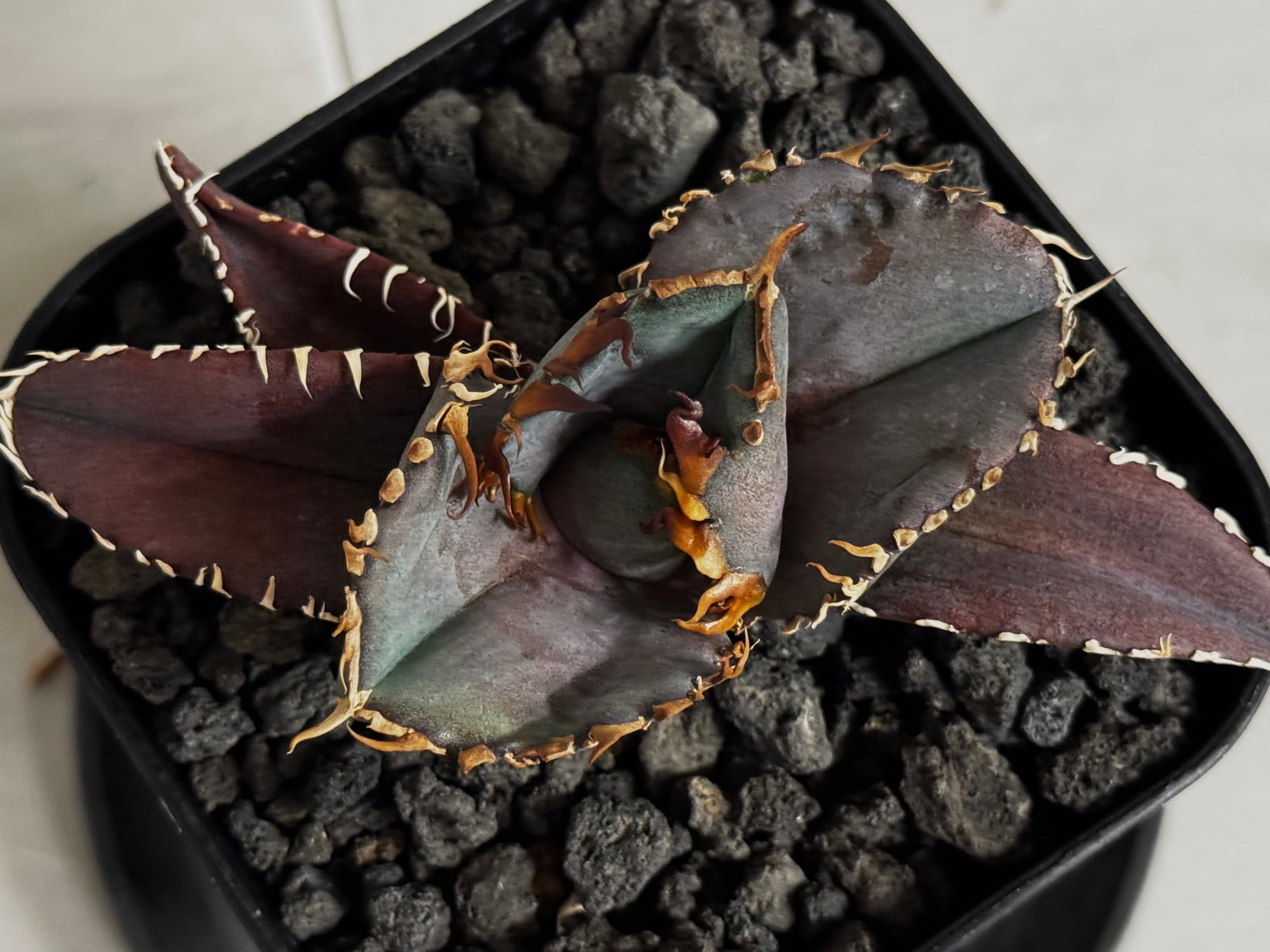 アガベ・チタノタ 金剛（芽）-015｜agave titanota kingkong | Pl