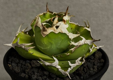 アガベ・チタノタ 中国螃蟹（厳選コンパクト）- 012｜agave titanota Crab