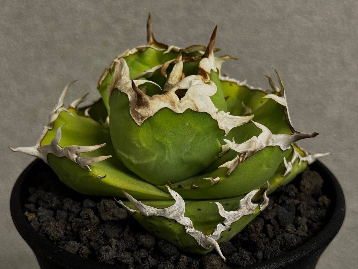 アガベチタノタ蟹　大株　鉢ごと アガベ・チタノタ 中国螃蟹（厳選コンパクト）- 012｜agave titanota