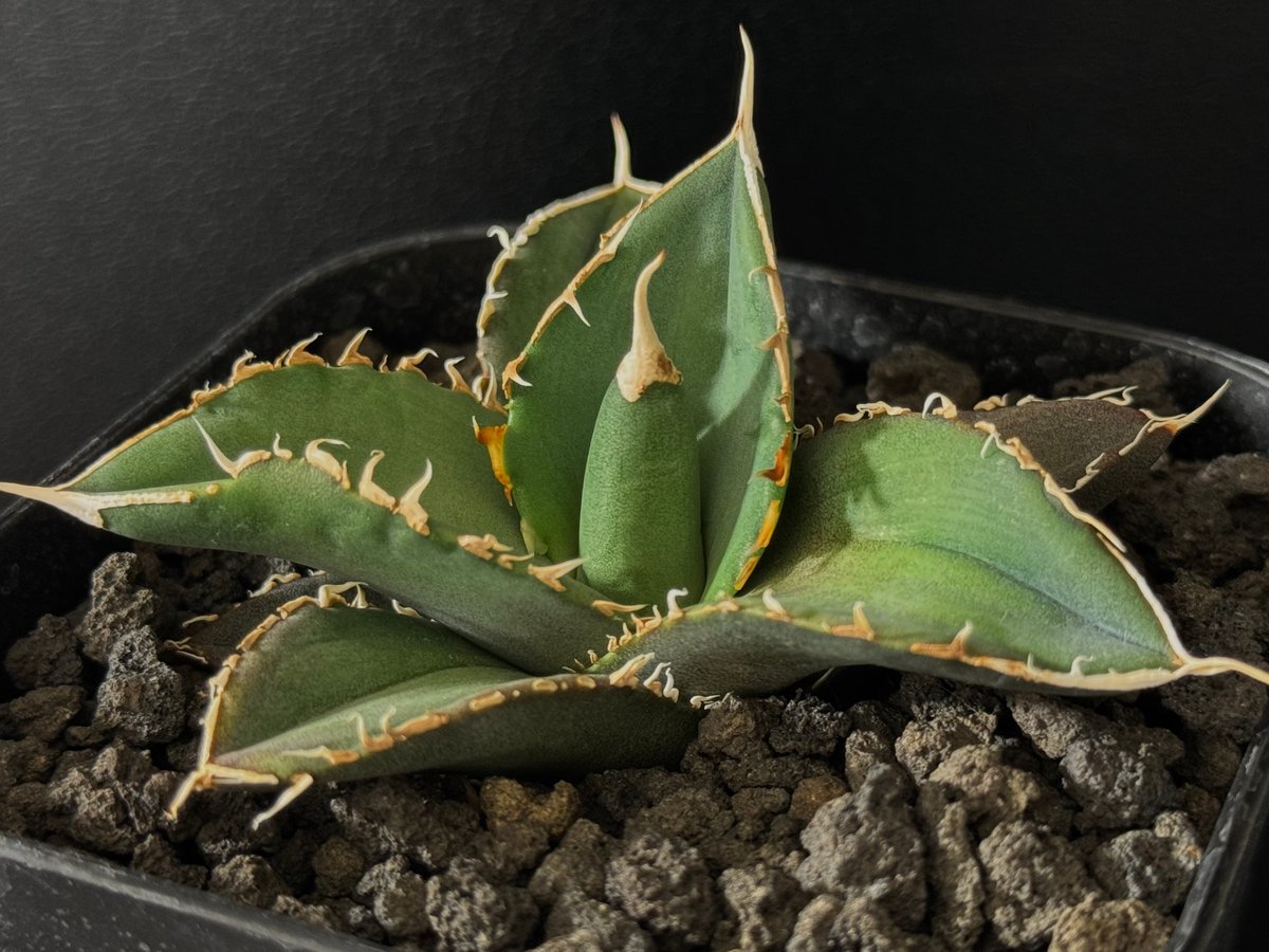 アガベ・チタノタ 緑幽霊（芽）-002｜agave titanota green - アガベ