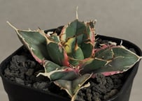 アガベ・チタノタ 蚩尤（芽）-001｜agave titanota chiyou | Plus