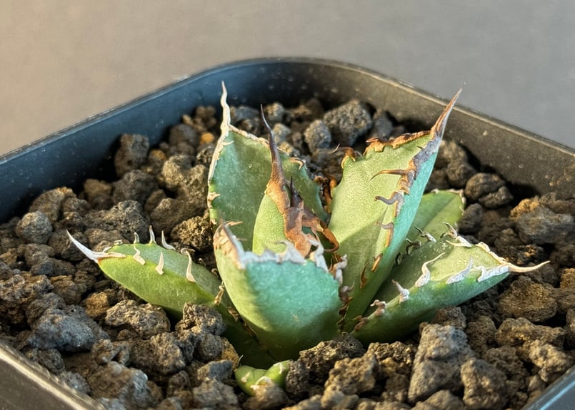 アガベ・チタノタ 黒犀牛（芽）-028｜agave titanota black