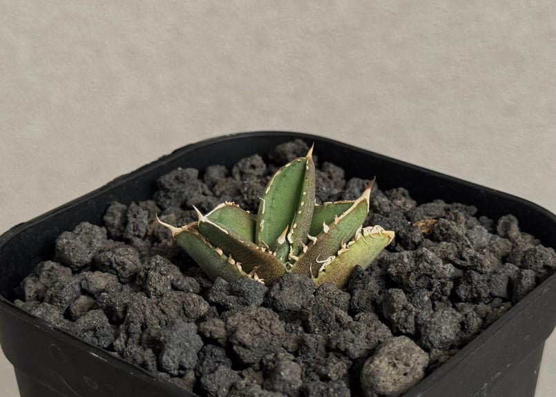 アガベ・チタノタ 大白鯊／Lize血統（芽）-007｜agave titanota 大白鯊